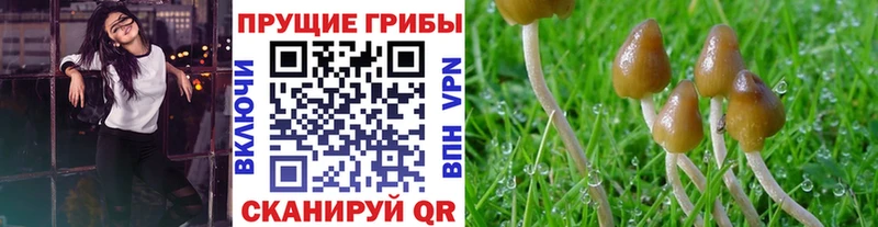 купить наркотик  Шахты  Галлюциногенные грибы мухоморы 